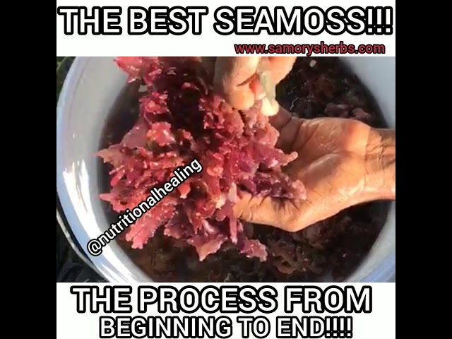 THE BEST SEAMOSS FROM JAMAICA